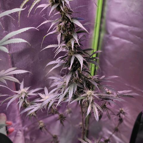 Sensi Skunk growlog timeline photo