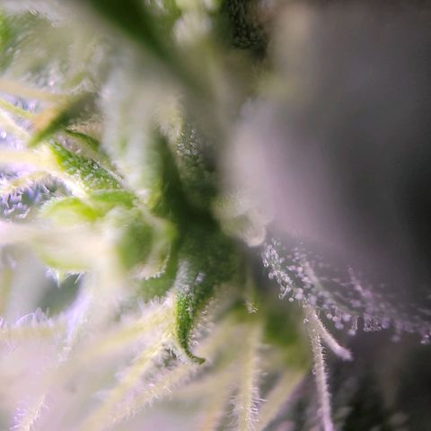 Sensi Skunk growlog timeline photo