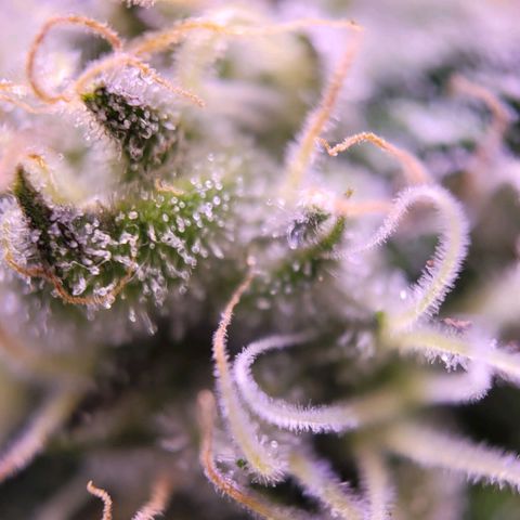 Purple bud  growlog timeline photo