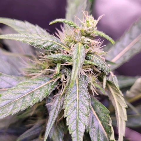 Sensi Skunk growlog timeline photo