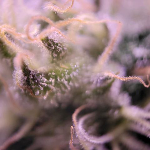 Purple bud  growlog timeline photo