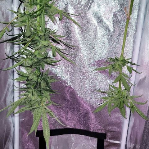 Purple bud  growlog photo: 2 zweige abgeschnitten einen jochen gegeben