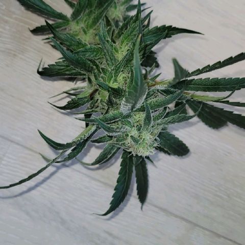 Purple bud  growlog photo: 2 zweige abgeschnitten einen jochen gegeben