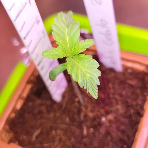 Cookies Gelato growlog timeline photo