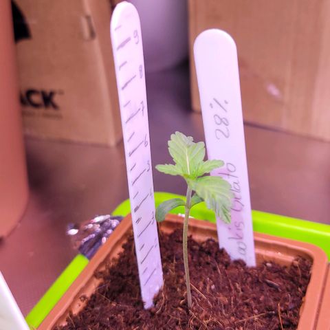 Cookies Gelato growlog timeline photo