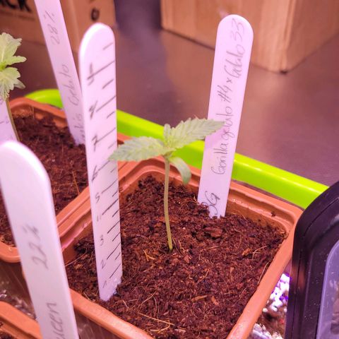 3G Tripil G growlog timeline photo