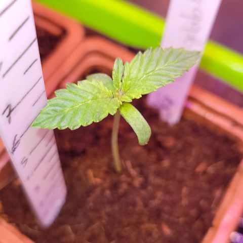 3G Tripil G growlog timeline photo