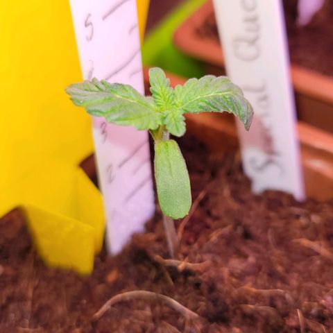 Special Queen growlog timeline photo