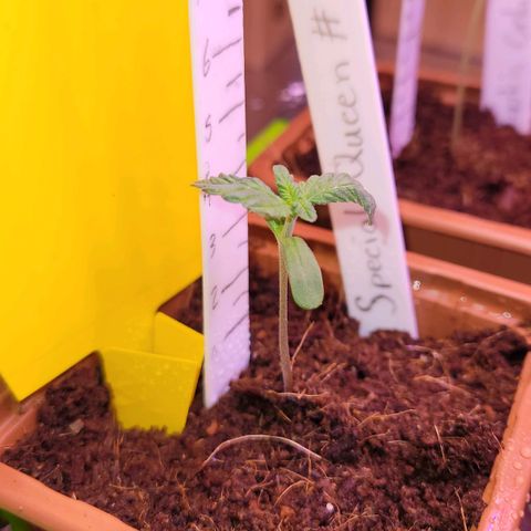 Special Queen growlog timeline photo