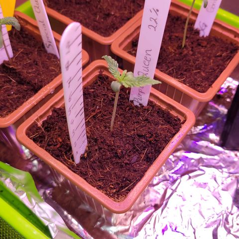 Purple Queen growlog timeline photo