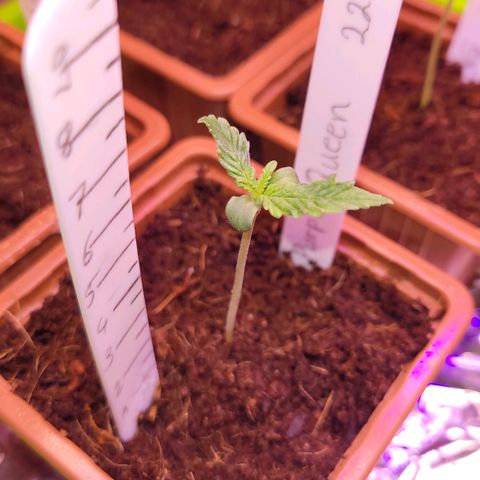 Purple Queen growlog timeline photo