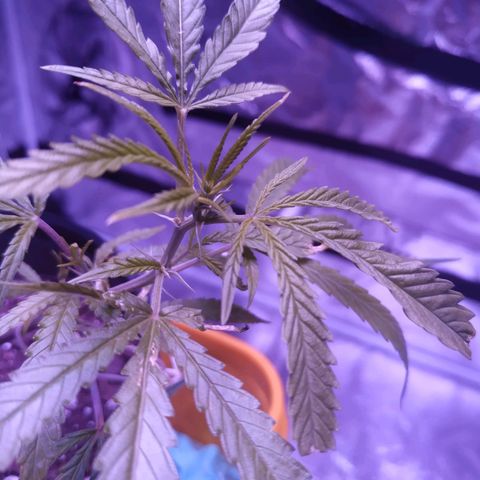 BD1 growlog timeline photo