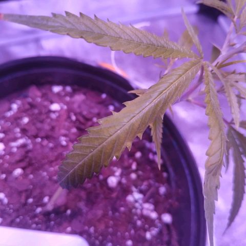BD1 growlog timeline photo