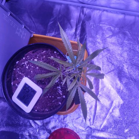 BD1 growlog photo: Picture from above, showing a little bit of improvement on upper growth. Lower leaves still folding/bending. 