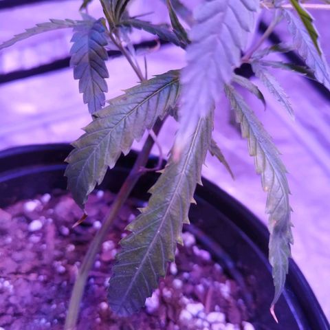 BD1 growlog photo: Pictures taken pre watering, this will be first proper watering since transplanting from dispensary pot which I think was causing nute lockout due to over watering maybe.

New growth looks like it's healthy, nodes are clustering close so light height should be good.

Last pic is of the oldest leaves that were showing deficiency the most have seemed to stop getting worse, likely will trim those bottom fan leaves. 