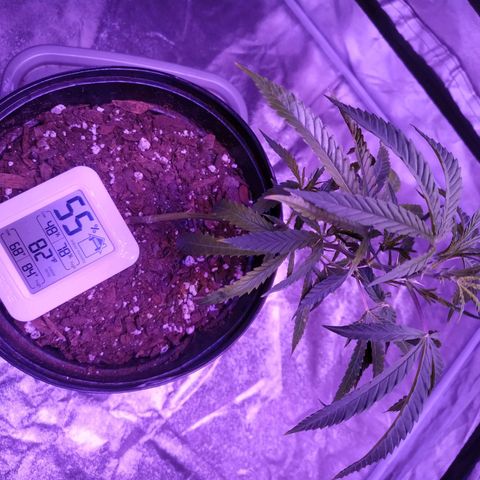 BD1 growlog photo: Pictures taken pre watering, this will be first proper watering since transplanting from dispensary pot which I think was causing nute lockout due to over watering maybe.

New growth looks like it's healthy, nodes are clustering close so light height should be good.

Last pic is of the oldest leaves that were showing deficiency the most have seemed to stop getting worse, likely will trim those bottom fan leaves. 