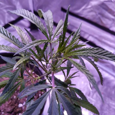 BD1 growlog photo: Pictures taken pre watering, this will be first proper watering since transplanting from dispensary pot which I think was causing nute lockout due to over watering maybe.

New growth looks like it's healthy, nodes are clustering close so light height should be good.

Last pic is of the oldest leaves that were showing deficiency the most have seemed to stop getting worse, likely will trim those bottom fan leaves. 