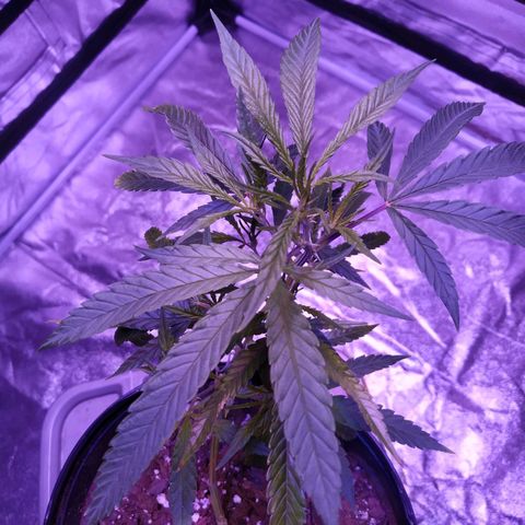 BD1 growlog photo: Allot of nice growth after watering 