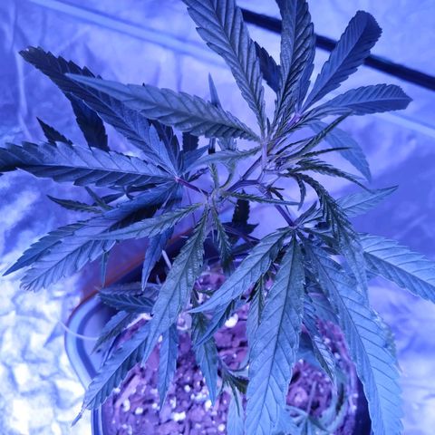 BD1 growlog photo: Allot of nice growth after watering 