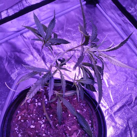 BD1 growlog photo: Post LST 