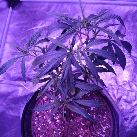 BD1 growlog photo: Responding well to LST.  May take the lower growth off as clones. Looking like the need some water.  