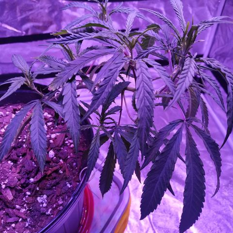 BD1 growlog photo: Responding well to LST.  May take the lower growth off as clones. Looking like the need some water.  