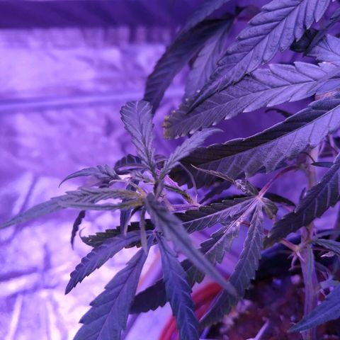 BD1 growlog timeline photo