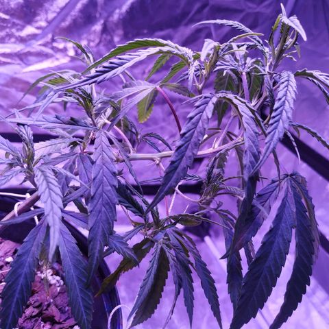 BD1 growlog photo: Pre watering, bottom nodes getting bigger but one is still twisted up from whatever the dispensary did. 