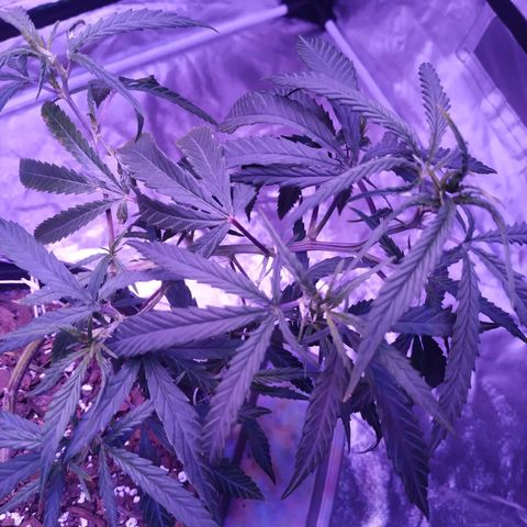 BD1 growlog photo: Day after watering and already looking dry but growing well. 
