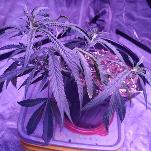 BD1 growlog photo: Day after watering and already looking dry but growing well. 