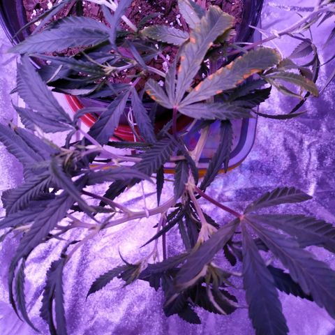 BD1 growlog photo: Looking better after watering the other day but showing a new symptom with the rust coloring on the edge of a few leaves.  This is also after LST 