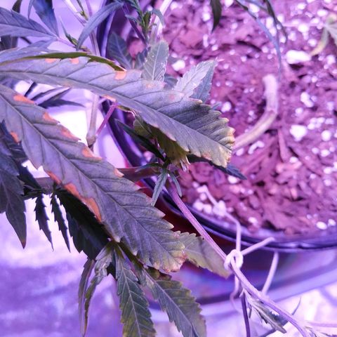 BD1 growlog photo: Looking better after watering the other day but showing a new symptom with the rust coloring on the edge of a few leaves.  This is also after LST 