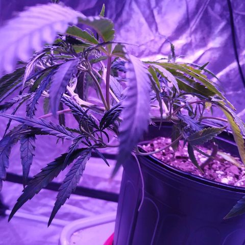 BD1 growlog photo: Looking better after watering the other day but showing a new symptom with the rust coloring on the edge of a few leaves.  This is also after LST 