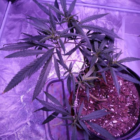 BD1 growlog photo: Plant looks good except for some burning on the tips of leaves, clones are wilting so I aired them out some.
