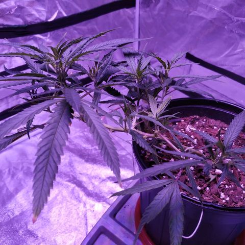 BD1 growlog photo: Plant looks good except for some burning on the tips of leaves, clones are wilting so I aired them out some.