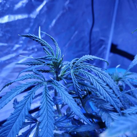 BD1 growlog photo: Training has produced a number of growth shoots which we wanted. Shoots are not symmetrical so the spread is uneven but we can fix that later.  Seeing some twisting at new growth nodes atm and still some rust spots on edges of fan leaves. 