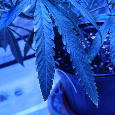 BD1 growlog photo: Training has produced a number of growth shoots which we wanted. Shoots are not symmetrical so the spread is uneven but we can fix that later.  Seeing some twisting at new growth nodes atm and still some rust spots on edges of fan leaves. 