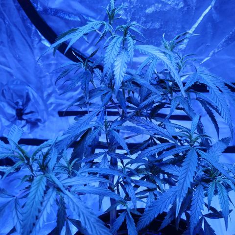BD1 growlog photo: Training has produced a number of growth shoots which we wanted. Shoots are not symmetrical so the spread is uneven but we can fix that later.  Seeing some twisting at new growth nodes atm and still some rust spots on edges of fan leaves. 