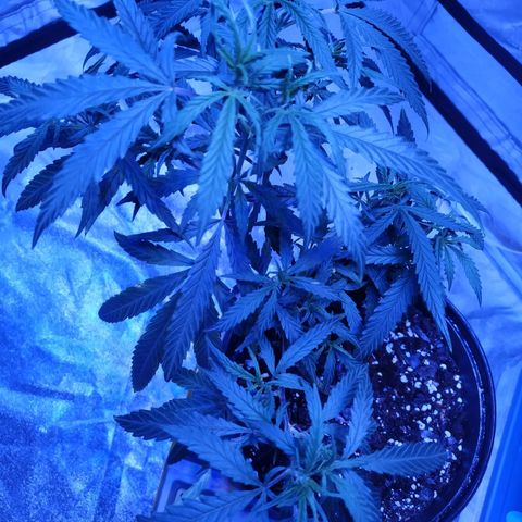 BD1 growlog photo: Training has produced a number of growth shoots which we wanted. Shoots are not symmetrical so the spread is uneven but we can fix that later.  Seeing some twisting at new growth nodes atm and still some rust spots on edges of fan leaves. 