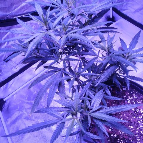BD1 growlog timeline photo