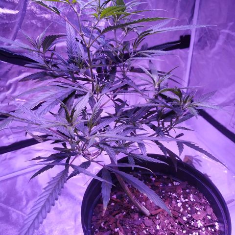 BD1 growlog timeline photo