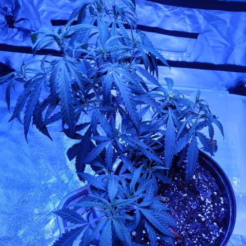 BD1 growlog photo: Pre watering 