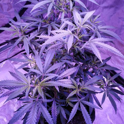 BD1 growlog photo: Day after transplant to 3 gal fabric pot.