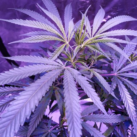 BD1 growlog timeline photo