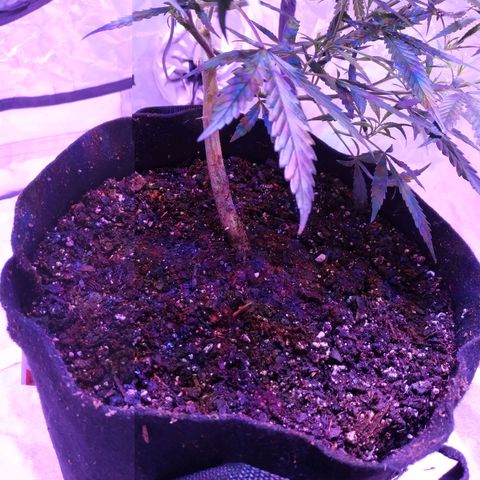 BD1 growlog timeline photo