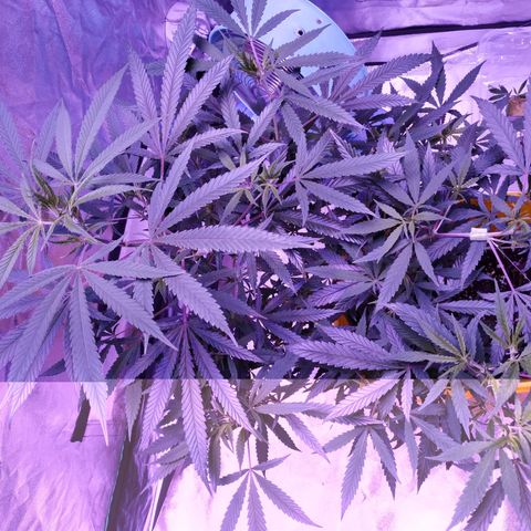 BD1 growlog timeline photo