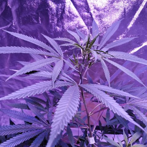 BD1 growlog timeline photo