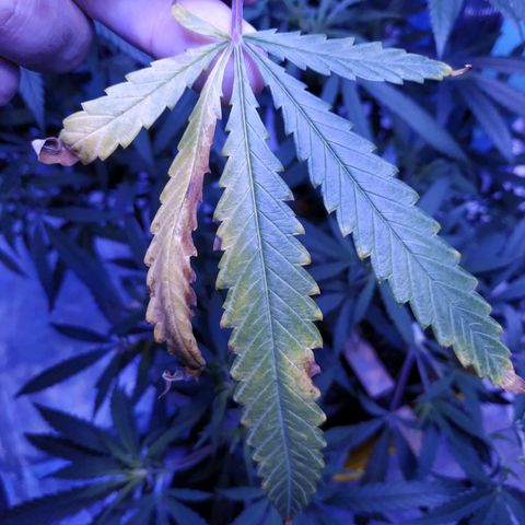 BD1 growlog photo: Noticed a few lower fan leaves showing some discoloration, mostly on the tips of older leaves.  Looks similar to the potassium deficiency but maybe nitrogen also.