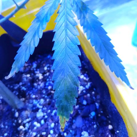 BD1 growlog photo: Noticed a few lower fan leaves showing some discoloration, mostly on the tips of older leaves.  Looks similar to the potassium deficiency but maybe nitrogen also.