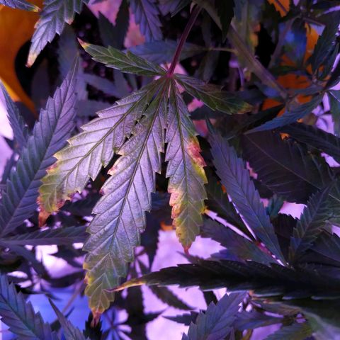 BD1 growlog photo: Another picture of the new deficiency.